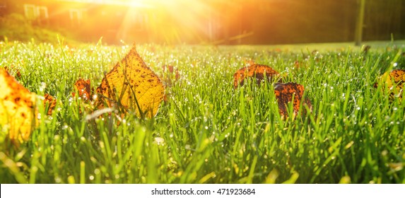 Close Up View Of Autumn Leaves On Grass