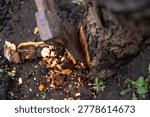 Close view of an axe embedded in a tree trunk near cut branches in a garden, showing wood cutting process and pruning work outdoors.