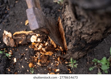 Close view of an axe embedded in a tree trunk near cut branches in a garden, showing wood cutting process and pruning work outdoors.
