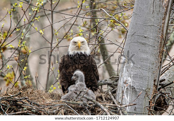 A close view of a bald eagle adult comforting\
the eaglet, high up in the\
nest.