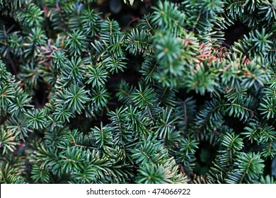 A Close View Of A Balsam Fir Tree Tip.