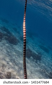 Close Up View Of A Banded Sea Snake Showing Its Detailed Black And White Stripes.