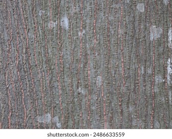 close up view of the bark of jack tree  (Artocarpus heterophyllus)