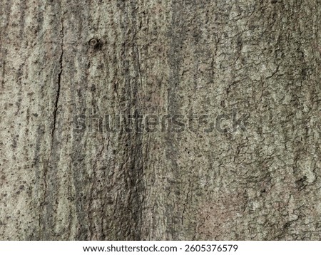 close up view of the bark of kapok tree (Ceiba pentandra), the old trunk of a Java kapok tree in a garden in Java, Indonesia