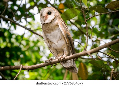 Close view of barn owl on branch with vibrant green blurred background in natural habitat