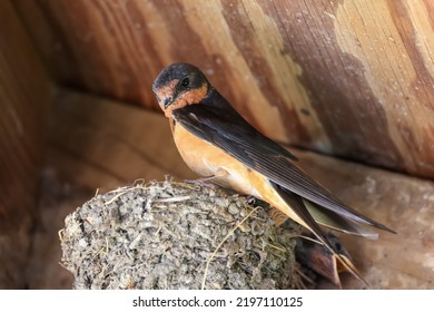 Close Up View Of Barn Swallow On The Nest.