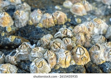 Close up view of barnacles forming layers on weathered rock by the ocean, capturing the beauty of intertidal marine life background. 