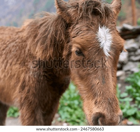 Close up view of a bay mule with a white marking between the eyes. Red eyelashes of a mule.