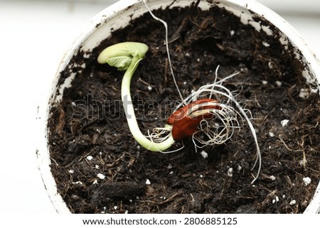 Close up view of a bean sprout growing from a seed in soil, representing new growth and beginning