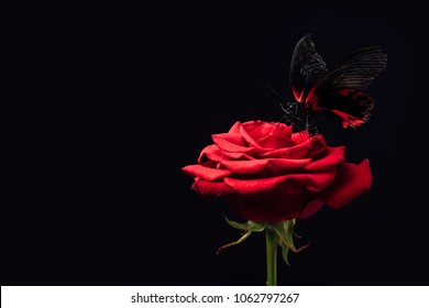 Featured image of post Beautiful Wallpaper Black Butterfly