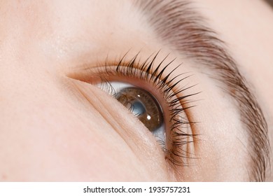 Close Up View Of Beautiful Female Eye With Long Natural Lashes. Eyelash Extension Procedure. Natural Eyebrows. Good Vision, Contact Lenses. Eye Health Care.