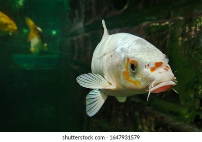 Vue en gros plan sur un beau poisson-carpe géant japonais KOI.
