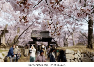 Close up view of beautiful pink cherry blossoms (Sakura) before an old entry gate under which tourists linger and enjoy Hanami in spring, in Takato Castle Ruins Park 高遠城址公園, Ina, Nagano 長野, Japan