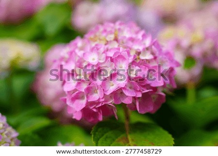 A close up view of a beautiful pink hydrangea flower in full bloom growing in a lush green garden during the spring season