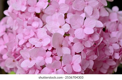 Close up view of beautiful Pink hydrangeas flower background. Natural color. - Powered by Shutterstock