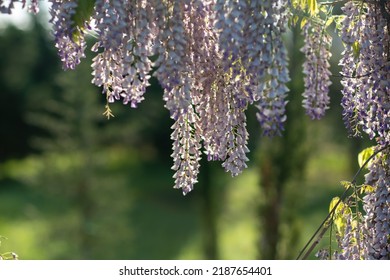 Close Up View Of Beautiful Purple Wisteria Blossoms Hanging Down From A Trellis In A Garden With Sunlight Shining From Above Through The Branches On A Sunny Spring Day.