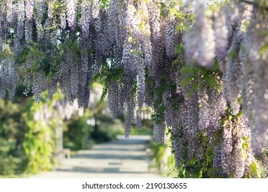 Close Up View Of Beautiful Purple Wisteria Blossoms Hanging Down From A Trellis In A Garden With Sunlight Shining From Above Through The Branches On A Sunny Spring Day.