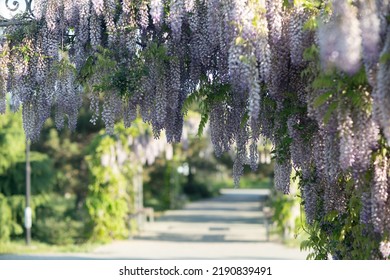 Close Up View Of Beautiful Purple Wisteria Blossoms Hanging Down From A Trellis In A Garden With Sunlight Shining From Above Through The Branches On A Sunny Spring Day.