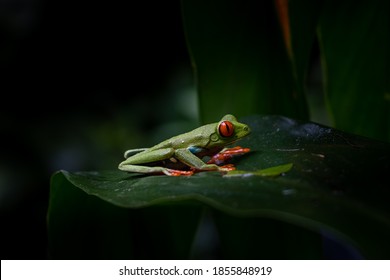 Close Up View Of A Beautiful Red Eye Frog In The Rain Forest Of Costa Rica