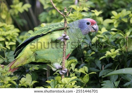 close up view of a beautiful red-tailed amazon (Amazona brasiliensis),