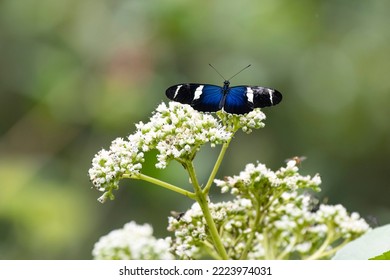 Close up view of a beautiful Sara Longwing (Heliconius sara) butterfly feeding on wild flowers