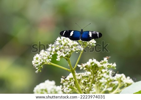 Close up view of a beautiful Sara Longwing (Heliconius sara) butterfly feeding on wild flowers