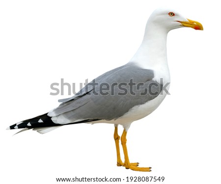 Close up view of a beautiful seagull is white and gray color