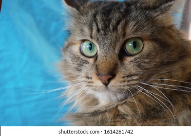 Close view of a beautiful tortoiseshell-and-white female cat, looking straight at the camera with watchful green eyes and contracted pupils, having abundant fur and long whiskers