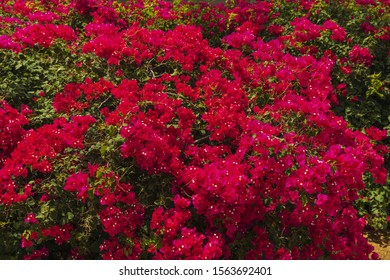 Close up view of beautiful tropical plant with red flowers. Aruba island. Natural red backgrounds.