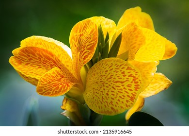 Close up view of a beautiful yellow orange canna cannasol plant in bloom.