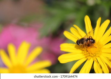 Honey Bee On Flower Images, Stock Photos & Vectors | Shutterstock