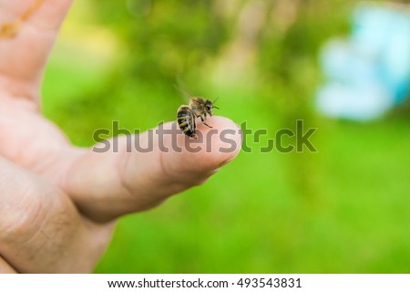 Close up view of the Bee stinging in the human finger of the hand. Some people develop acute allergic reactions to bee stings. 