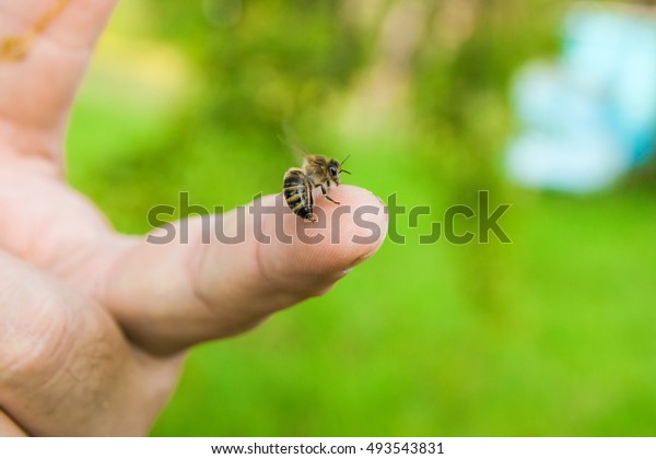 Close up view of the Bee stinging in the human finger of\
the hand. Some people develop acute allergic reactions to bee\
stings. 