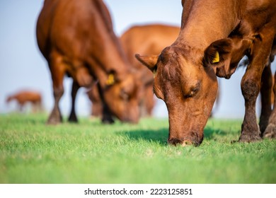 Close up view of beef cattle grazing outside the farm.