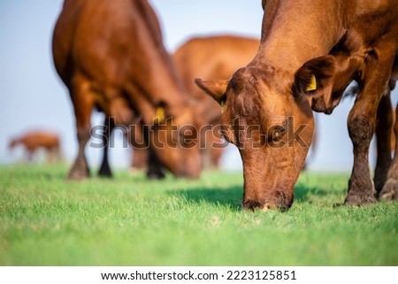 Close up view of beef cattle grazing outside the farm. ストックフォト © 