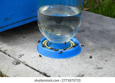 Close view of bees drinking water from feeder near beehive. Apiary equipment and pollination concept.