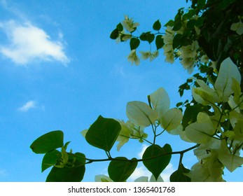 198 Bougainvillea Transparent Background Stock Photos, Images