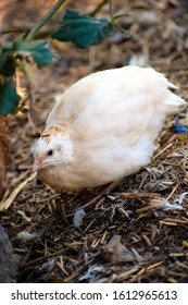 Close up view of bird