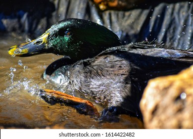 Close up view of bird
