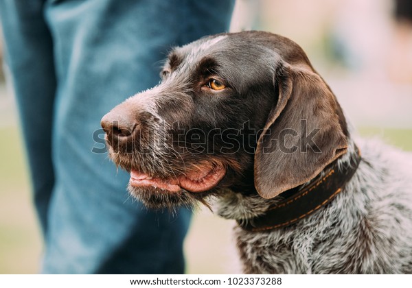 Close View Black German Wirehaired Pointer Stock Photo Edit Now