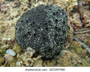 Close Up View Of A Black Sea Sponge Over The Sea Grass, Macro Photo Of A Sarcotragus Scalaris Over Posidonia Oceanica