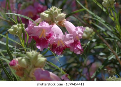 Close Up View Of Blooming Pink Desert Willow Tree