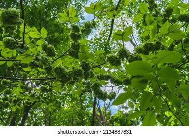 Close Up View Of Blooming Wych Elm Tree On Springday With Bright Green Leaves And Flowers