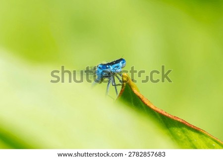 A close up view of a blue Common Blue Damselfly (Enallagma cyathigerum) peaking from behind a blurred leaf in the foreground while perched on the orange tip of a green leaf against a bright green background