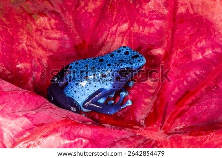 Close up view of Blue dart frog, Surinam