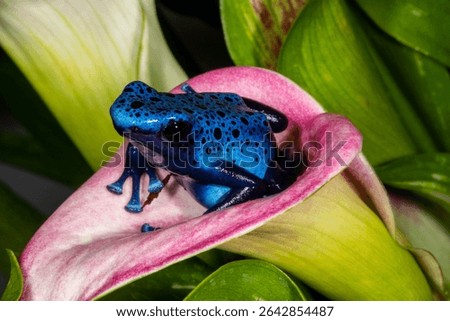 Close up view of Blue dart frog, Surinam