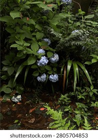 A close up view of blue hydrangea flowers blooming in a lush green garden.