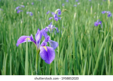 Iris Field High Res Stock Images Shutterstock