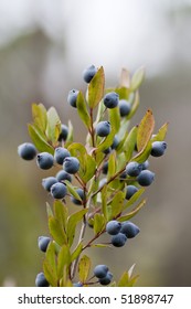 Close Up View Of A Branch Of The Bush Of The Myrtus (myrtle) Fruit Berry.