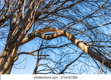 Close Up View At Broken Branch Of Willow Tree - Possibly From Heavy Snow/ice At Winter Or Hurricane Wind At Summer. Very Thick Branch Was Split Up, Form Like O Letter. Spring Time